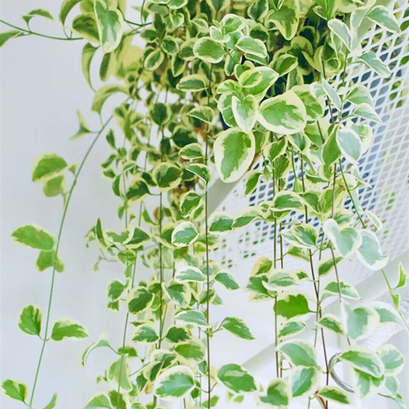 花叶蔓盆栽室内外垂吊植物阳台庭院地栽耐寒耐热花镜绿植