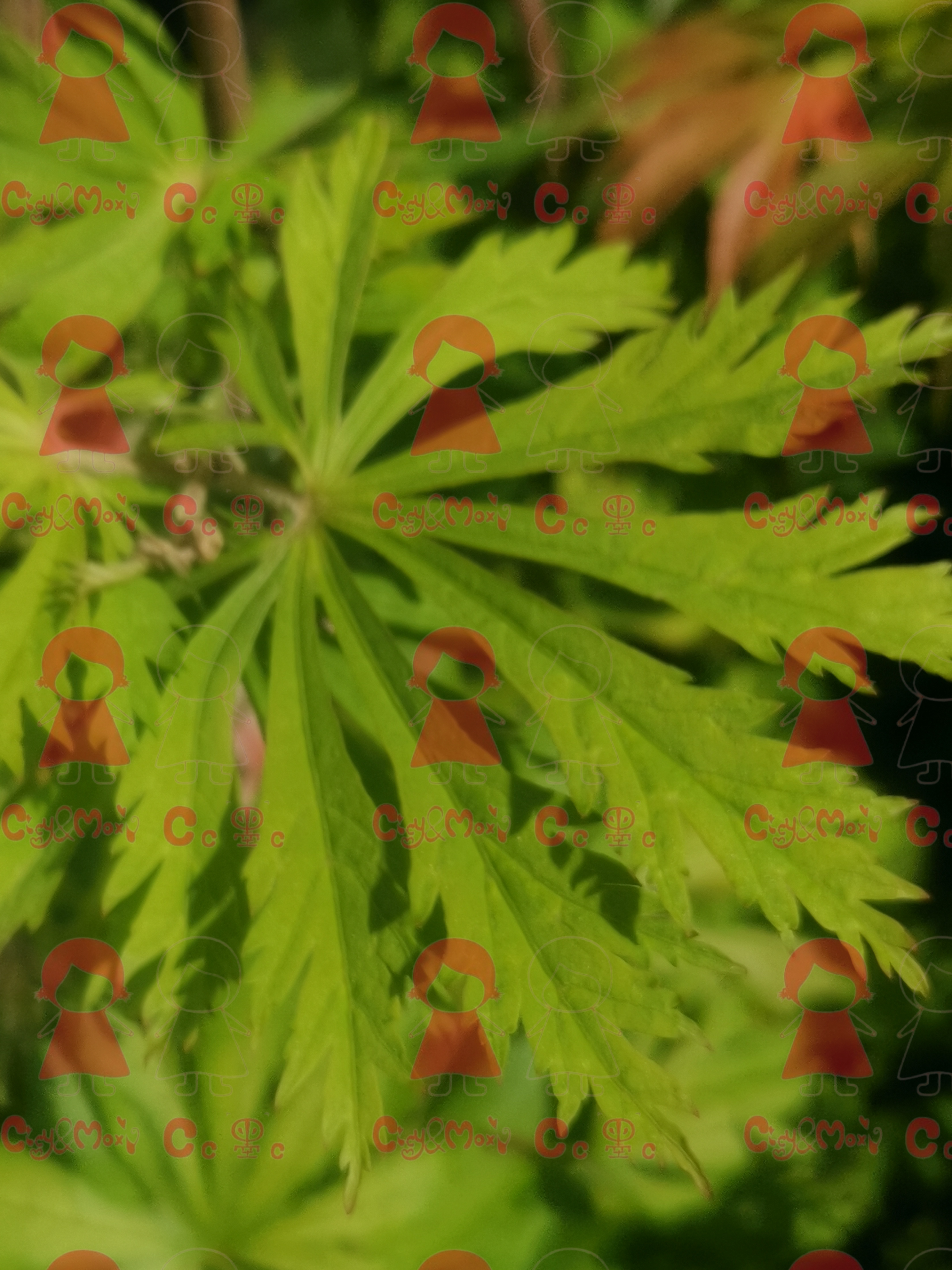 CicyMoxi大叶羽团扇枫树舞孔雀日本枫树叶形独特一物一拍顺丰包邮