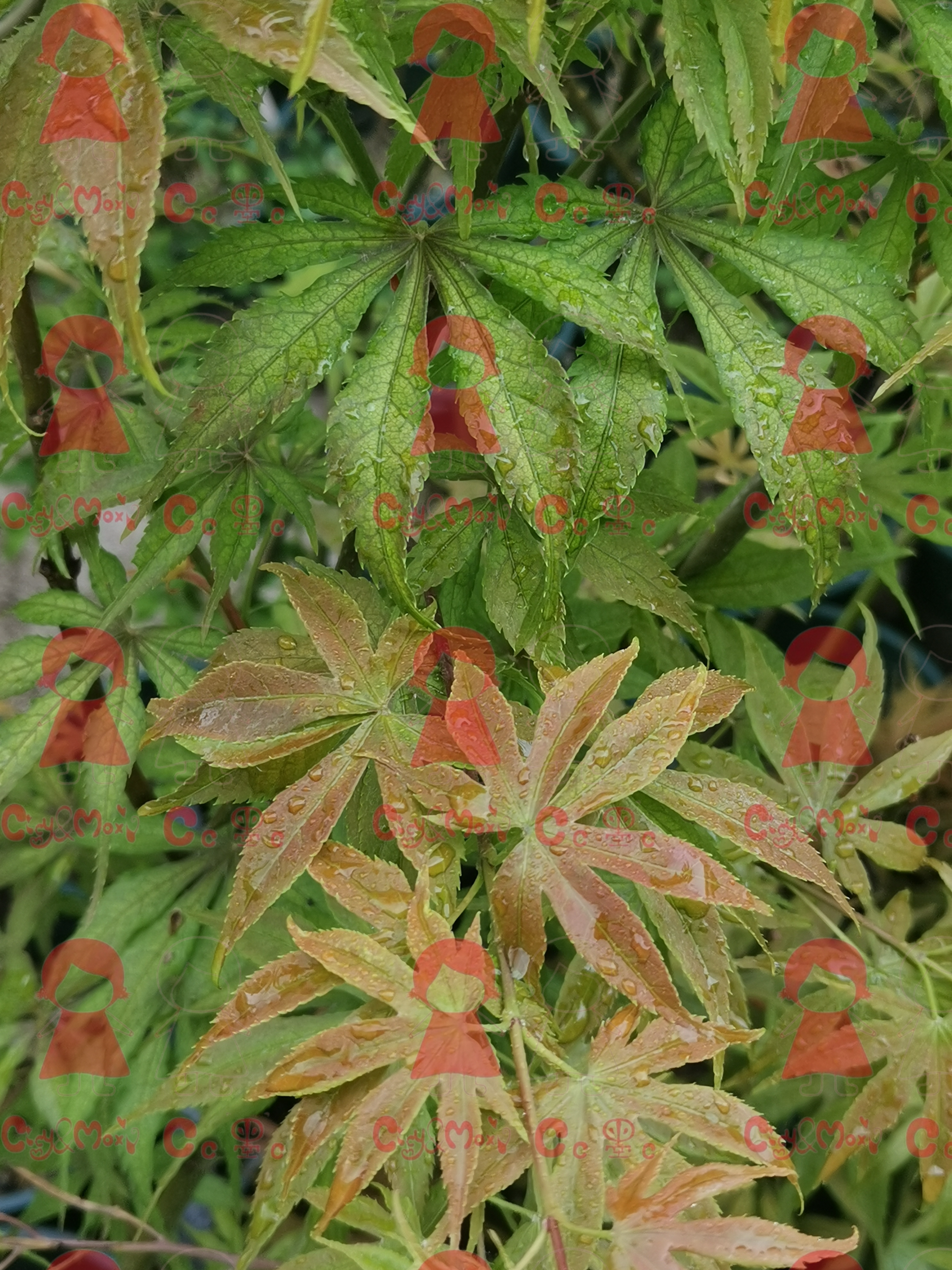 CicyMoxi迪瓦恩枫树德文脉叶枫树嫁接苗一物一拍顺丰包邮