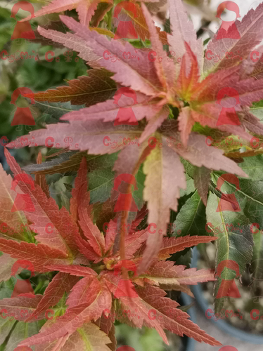 CicyMoxi红狮子枫树盆景品种枫树嫁接苗顺丰/京东包邮一物一拍3