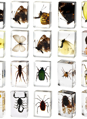 新款真实昆虫标本透明树脂蜘蛛蝴蝶金龟蝎子科普摆件