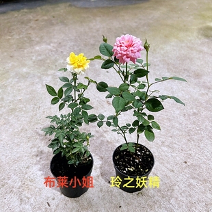姬乙女四季 日本姬月季 开花蔷薇玫瑰超微迷你盆栽阳台桌面绿植花卉