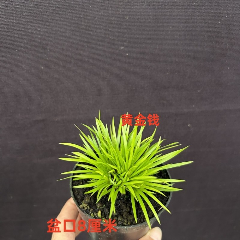 微型盆景菖蒲草金钱黄金极姬贵船苔蝉小川室内水培好养绿植物附石