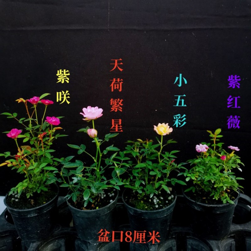 四季开花姬月季微型绿植带花苞