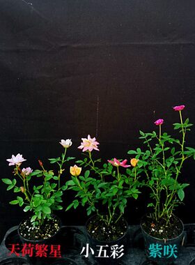 姬月季四季开花微月季带花苞盆栽