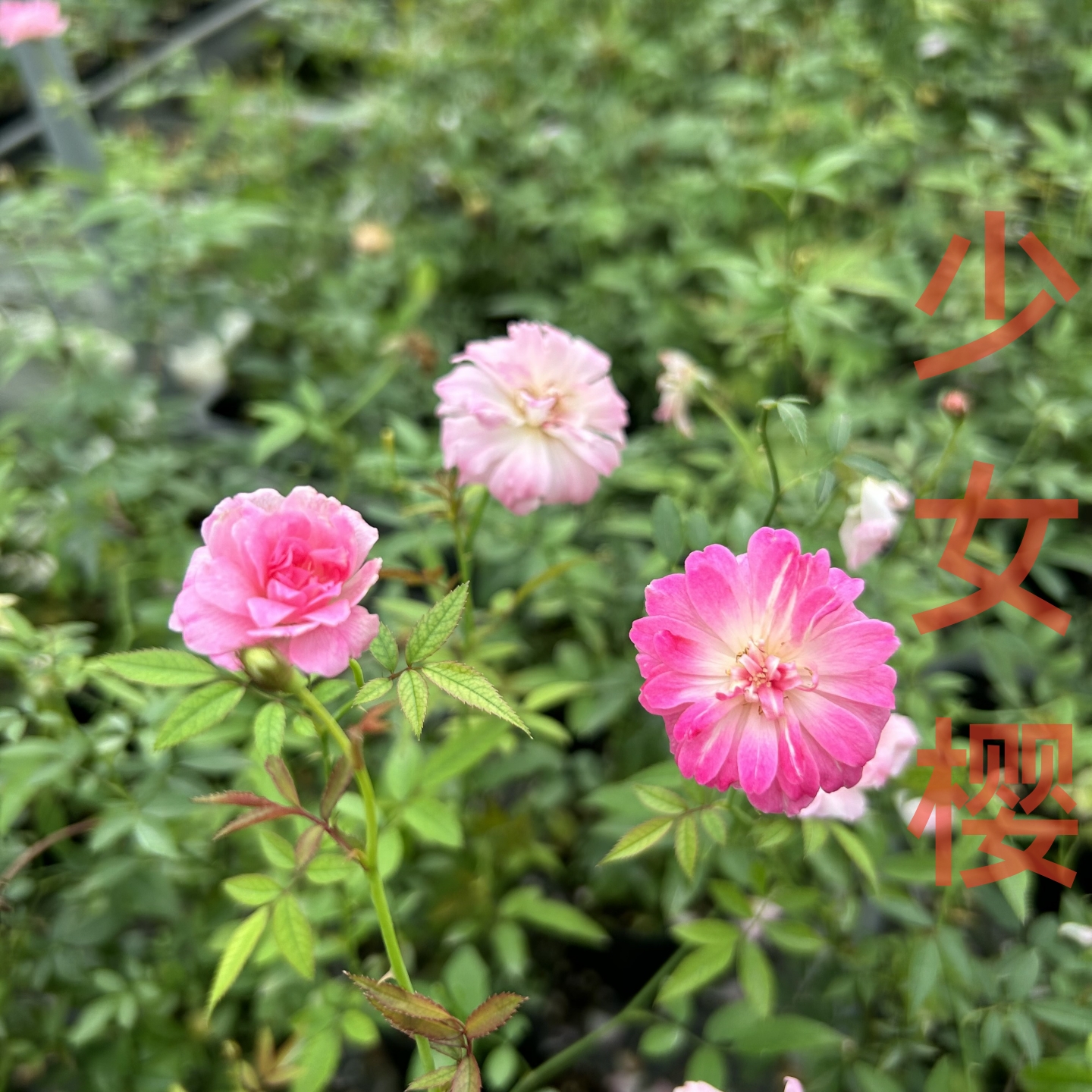 超微姬月季花苗四季开花带花苞