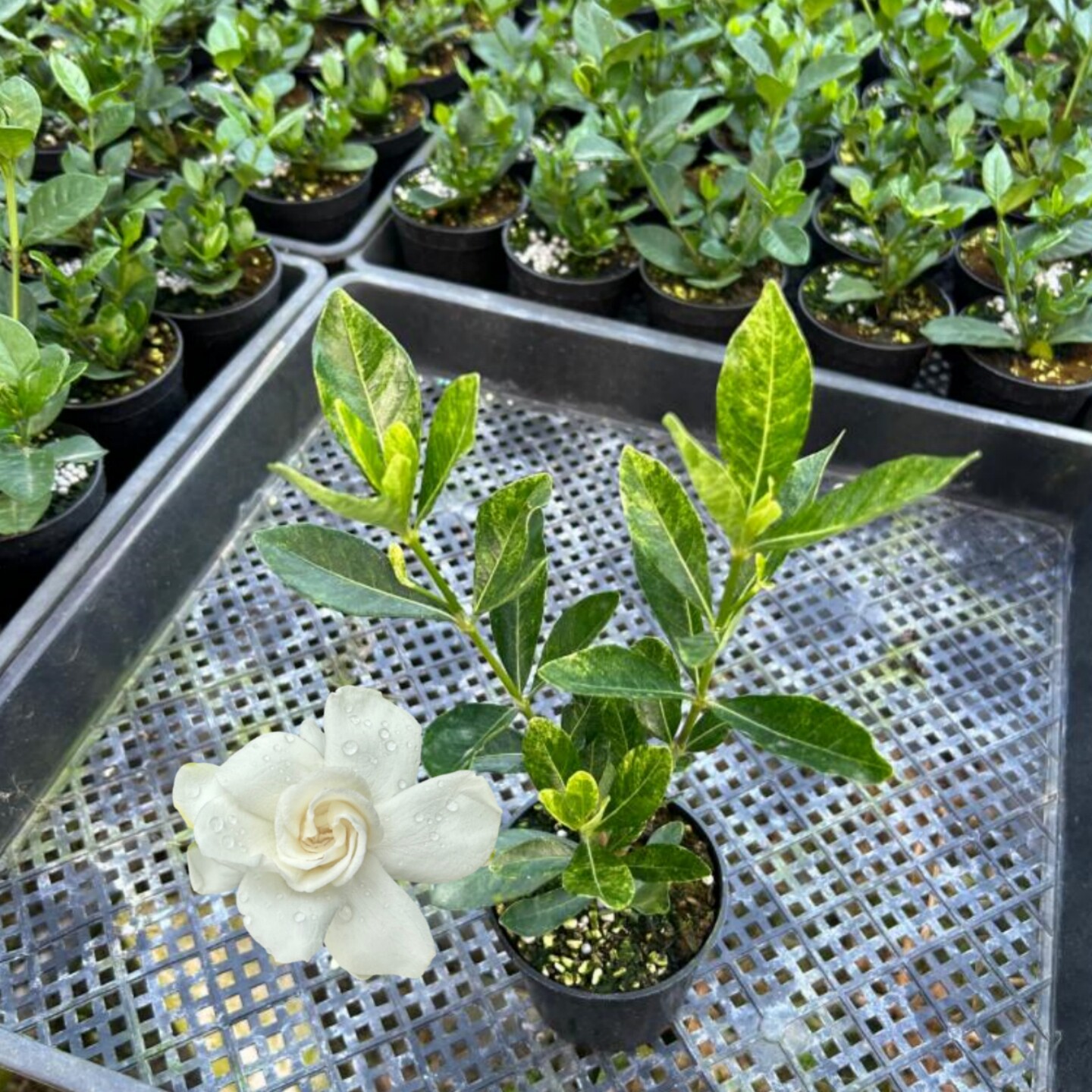 法莲栀子花小叶寿星斑云多种重瓣浓香栀子花盆栽多季开花好养绿植