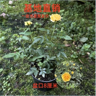 基地直销姬月季日本姬乙女姬超微迷你微盆景阳台桌面四季花开盆栽