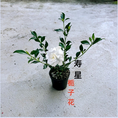 小叶寿星栀子花重瓣浓香型