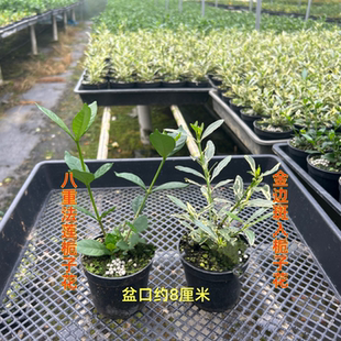 法莲栀子花小叶寿星盆栽八重咲重瓣斑入栀子花浓香型多季开花绿植
