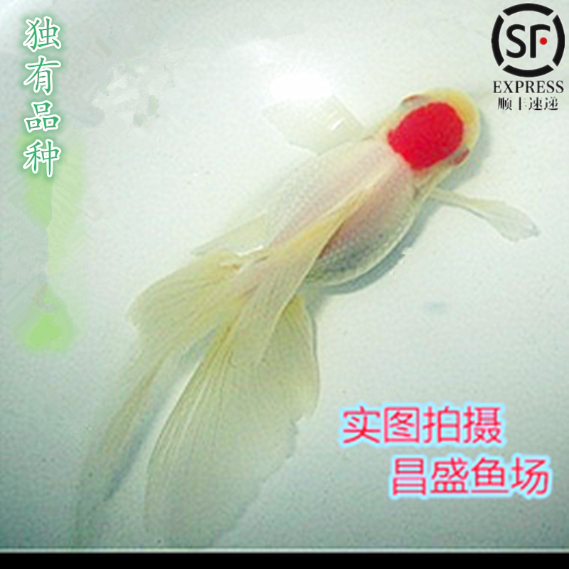 精品观赏鱼凤尾鱼风水鱼凤鹤凤尾鹤顶红凤高头金鱼活体包活招财鱼