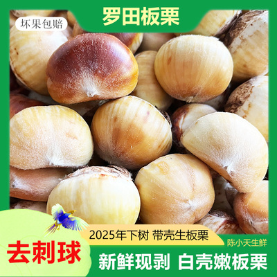 新鲜嫩板栗白皮板栗去壳去刺球现摘湖北罗田特产白壳板栗仁油栗仁