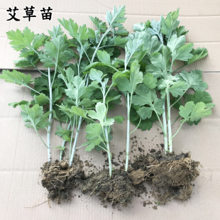 艾叶苗艾草苗种植艾草种子大叶艾驱蚊艾蒿端午蕲艾种植艾草艾叶根