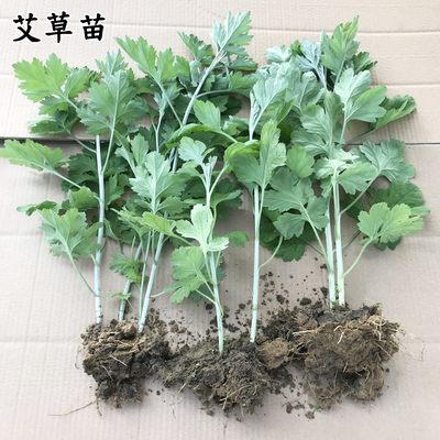 艾叶苗艾草苗种植大叶驱蚊蕲艾草
