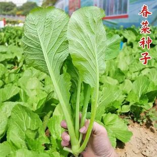 无渣甜春菜四季甜春菜种籽小白菜香芥菜耐寒热阳台盆栽四季播蔬菜