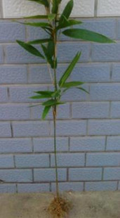 粽叶树 粽叶苗 箬叶树 箬叶苗包粽子用的叶子