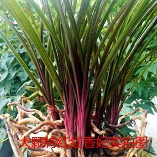 秦岭兰花蕙兰红香妃耐寒浓香型花卉带花苞客厅室内盆栽新款咨询