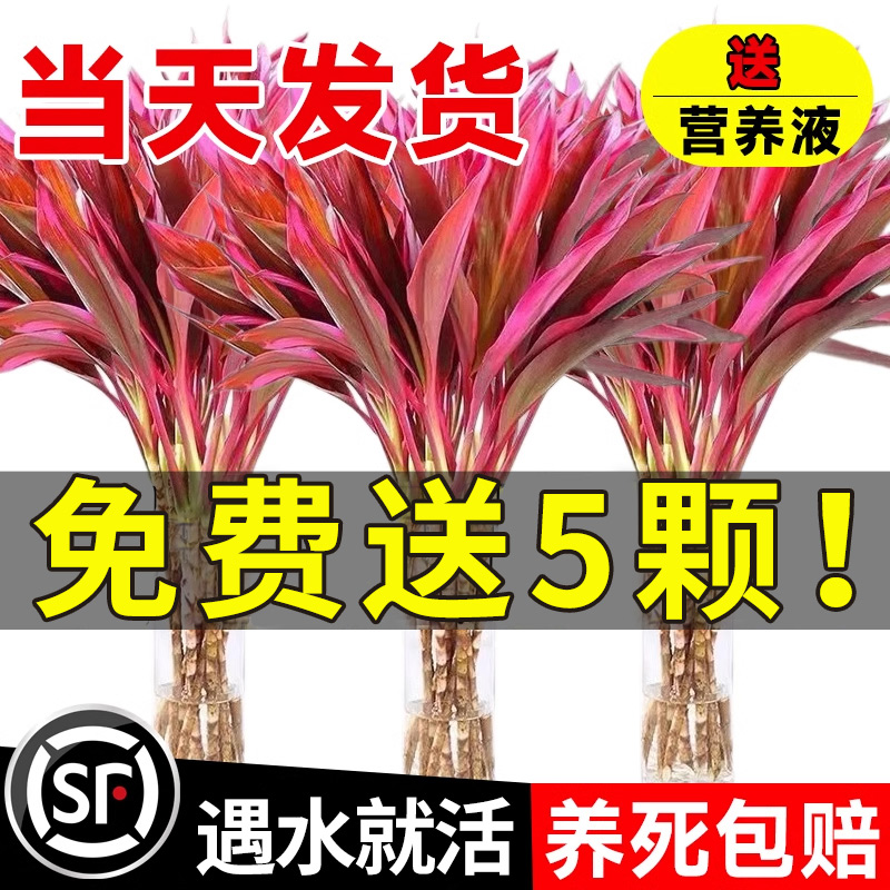 免费送的你都不要？鸿运竹大捡漏