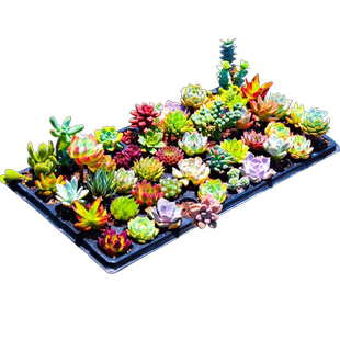 多肉植物组合室内小盆栽精品玉露肉肉大颗株好养花卉绿植包邮送土