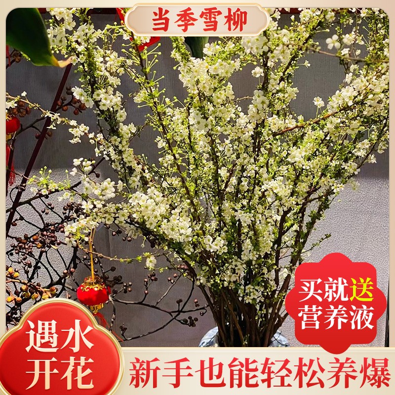 雪柳鲜枝干枝支水养室内水培植物插花好养银柳真花卉绿植盆栽龙柳