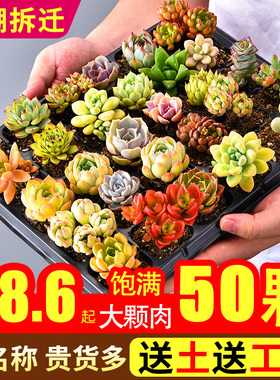 山地玫瑰粉耶罗新手精品玉露老桩好养多肉植物套餐组合稀有品种