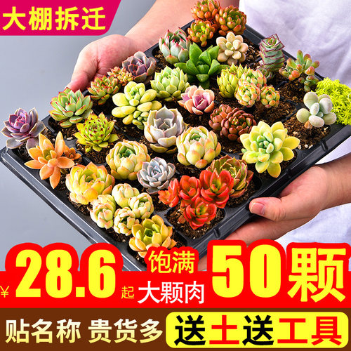 山地玫瑰粉耶罗新手玉露养多肉
