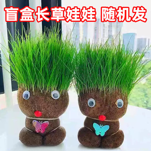 长草娃娃随机发，不指定（麦草）