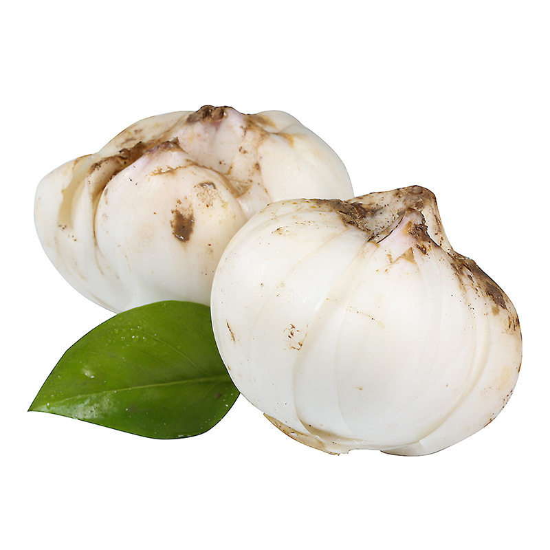 甘肃兰州特产鲜百合真空包装农产品新鲜蔬菜食用新挖生甜非干货