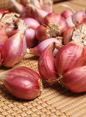 正宗红葱头广东韶关红皮香葱干葱种子食用香料葱酥肉圆农家可种植