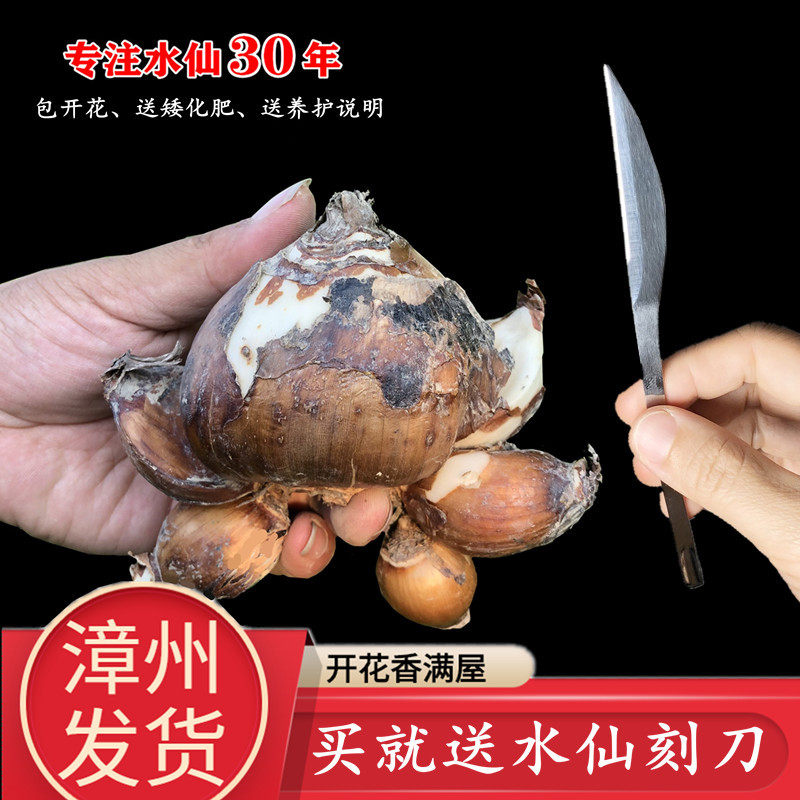 正宗漳州水仙花种球盆栽买就送刻刀室内水培开年宵花卉冬季带香味,鲜花速递/花卉仿真/绿植园艺,种球/裸根,淘宝优惠券,粉丝福利购,淘宝优惠卷