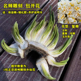 【复瓣】雕刻水仙花削好漳州发货重瓣双瓣大种球水培开花带香味