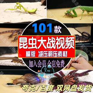 动物昆虫趣味大战减压中视频抖音快手故事号小说推文自媒体素材