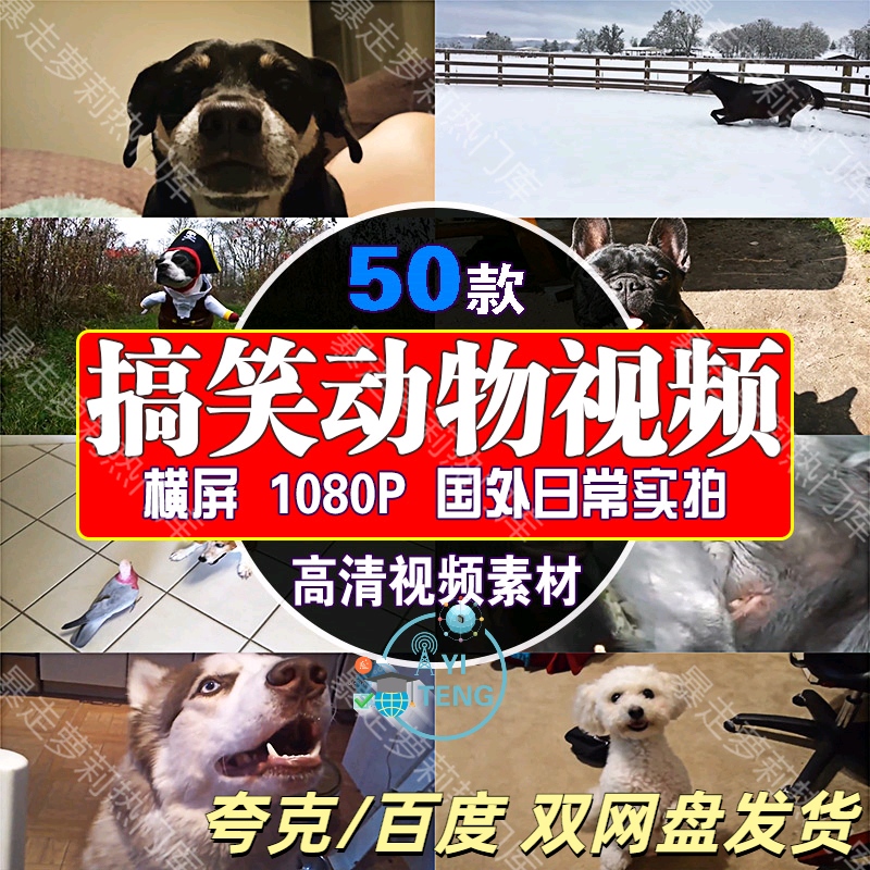 国外搞笑萌宠动物高清视频实拍猫狗搞笑治愈抖音剪辑自媒体素材