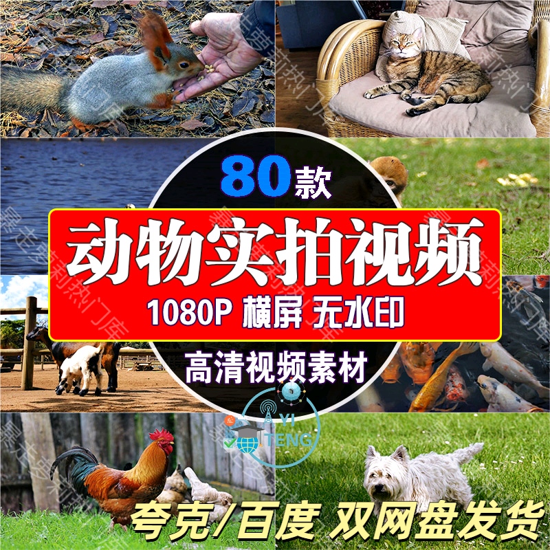 动物实拍高清短视频宠物猫狗蝴蝶鹿抖音快手热门自媒体剪辑素材