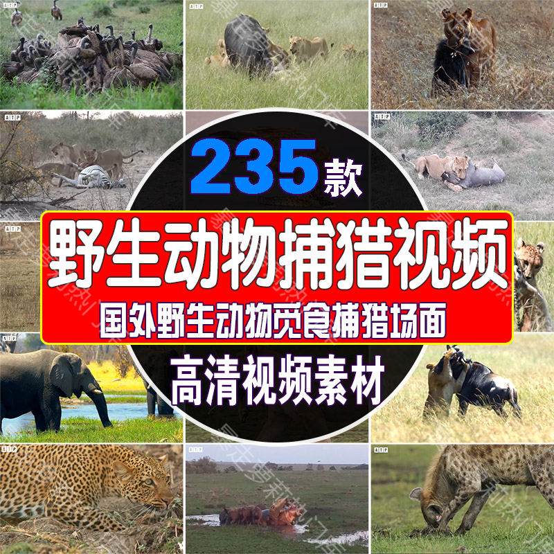 国外野生动物捕猎觅食场面纪录片解说中视频高清剪辑自媒体素材