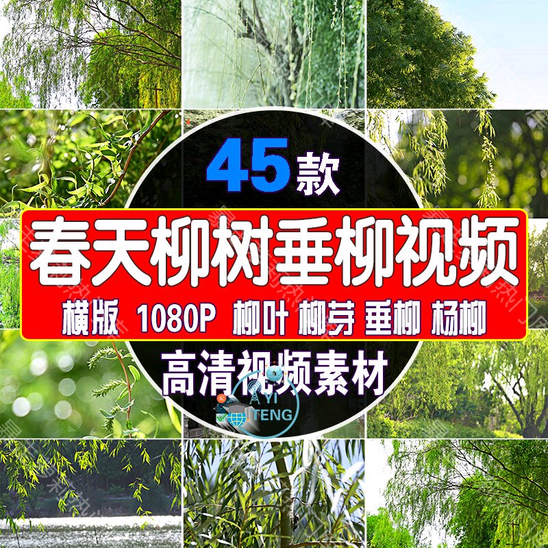 春天杨柳树柳叶柳芽初春风景短视频夏天垂柳清新抖音唯美高清素材