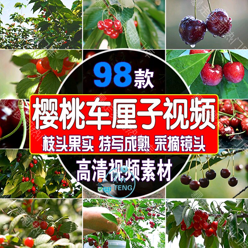 水果大樱桃车厘子特写视频树枝果实成熟采摘镜头高清果园实拍素材