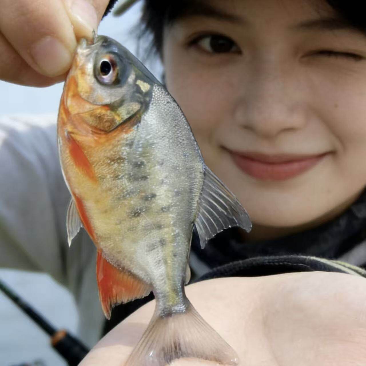 淡水红鲳白鲳红腹鲳鱼淡水养殖活体包邮
