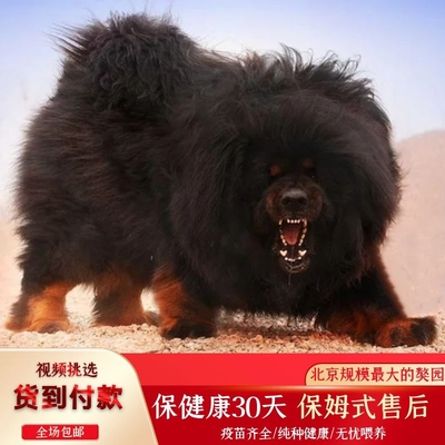 巨型狮头藏獒凶猛看家护院幼犬