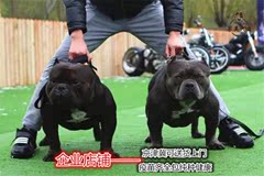 美国恶霸犬幼犬 短毛恶霸犬幼犬出售 血统纯正可见父母 活体包邮