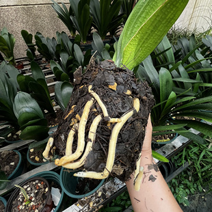 君子兰专用土精品腐叶土刺栗叶腐熟松针营养土透气生根专用种植土