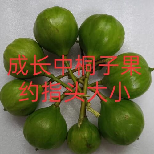 重庆青山湖成熟期新鲜桐子绿果10个包邮