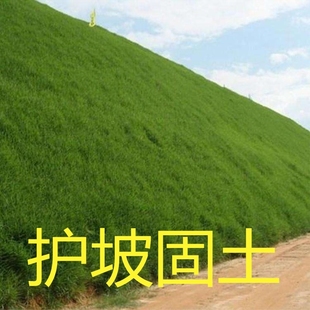 青巴根草鱼塘河堤高速边坡荒地复绿种 护坡固土草种子耐旱四季