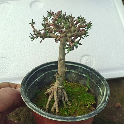 太阳花重瓣玫红王独杆老桩耐旱耐热庭院地栽阳台室内混色四季花卉