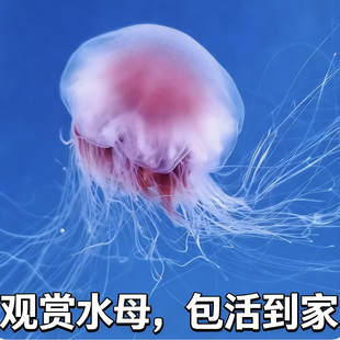 网红观赏红狮鬃水母 缸体一对一饲养指导 高颜值宠物 送礼送孩子