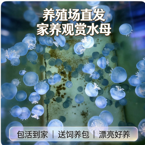 果冻水母炮弹水母活物新奇可爱送小孩同学惊喜礼物 基地直发包活