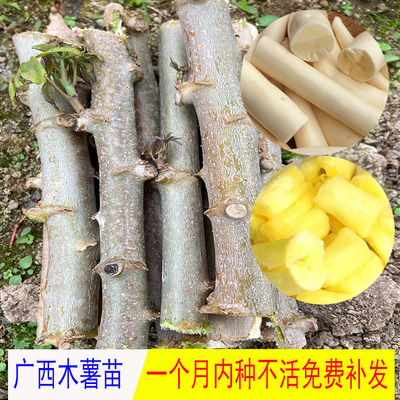 广西木薯苗种苗黄肉木薯苗粉糯高产面包木薯可食用易种阳台盆栽