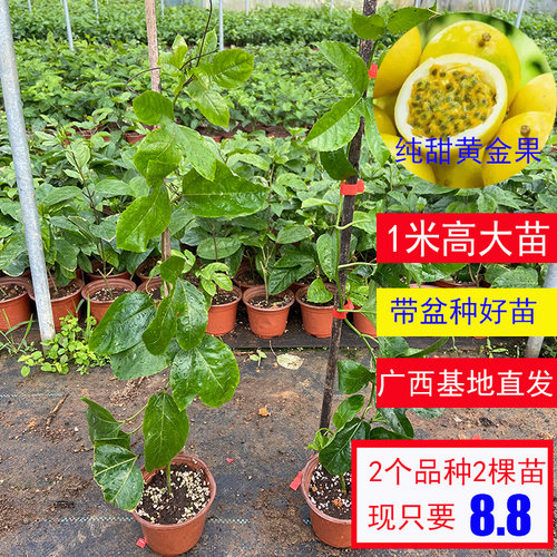 黄金百香果苗九号纯甜不酸紫香台农当年结果大苗耐寒四季可以种