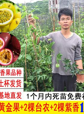 百香果苗黄金果台农果树苗新品种当年结果多年生易成活南北方种植