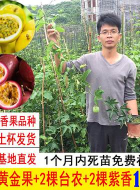 百香果苗桂蜜9号苗新品种